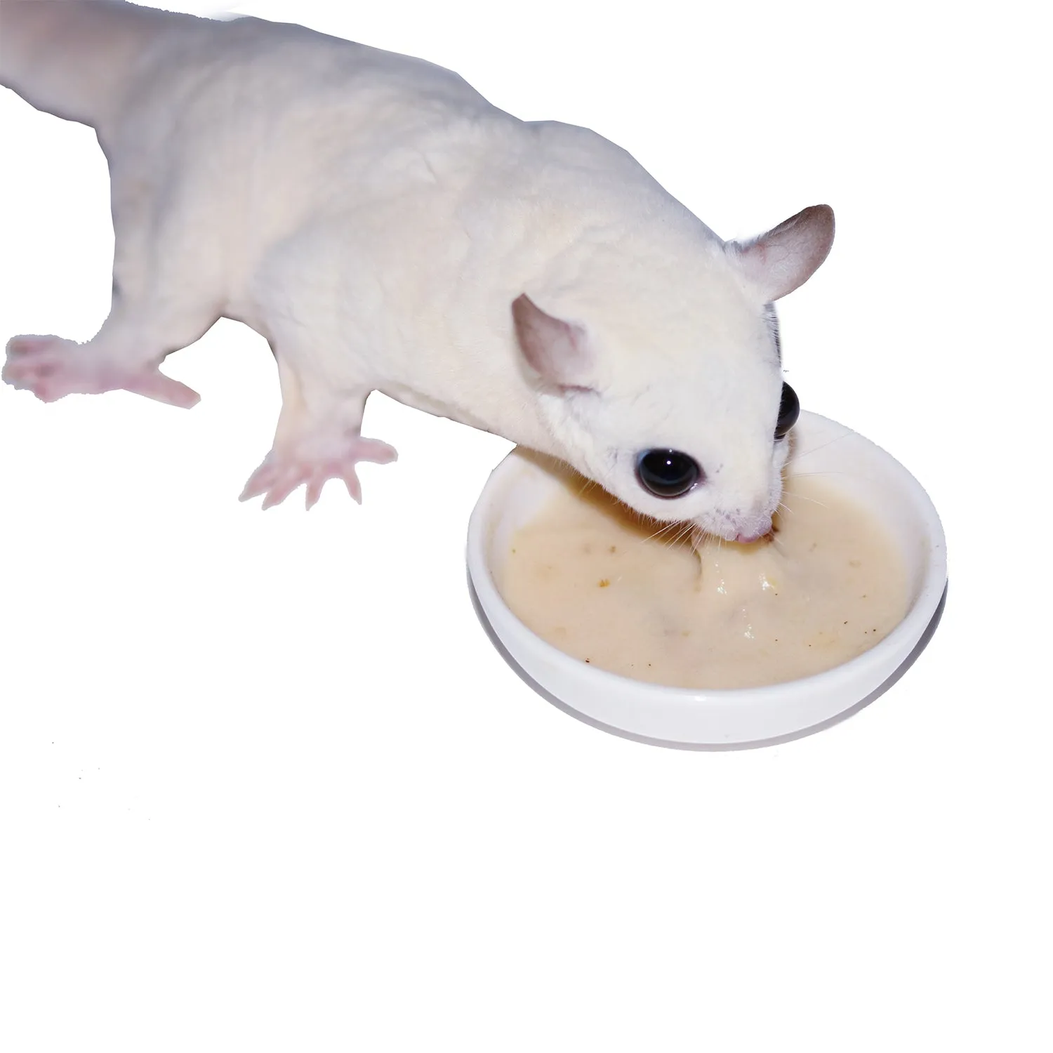 Glider Complete Deluxe Food Starter Package