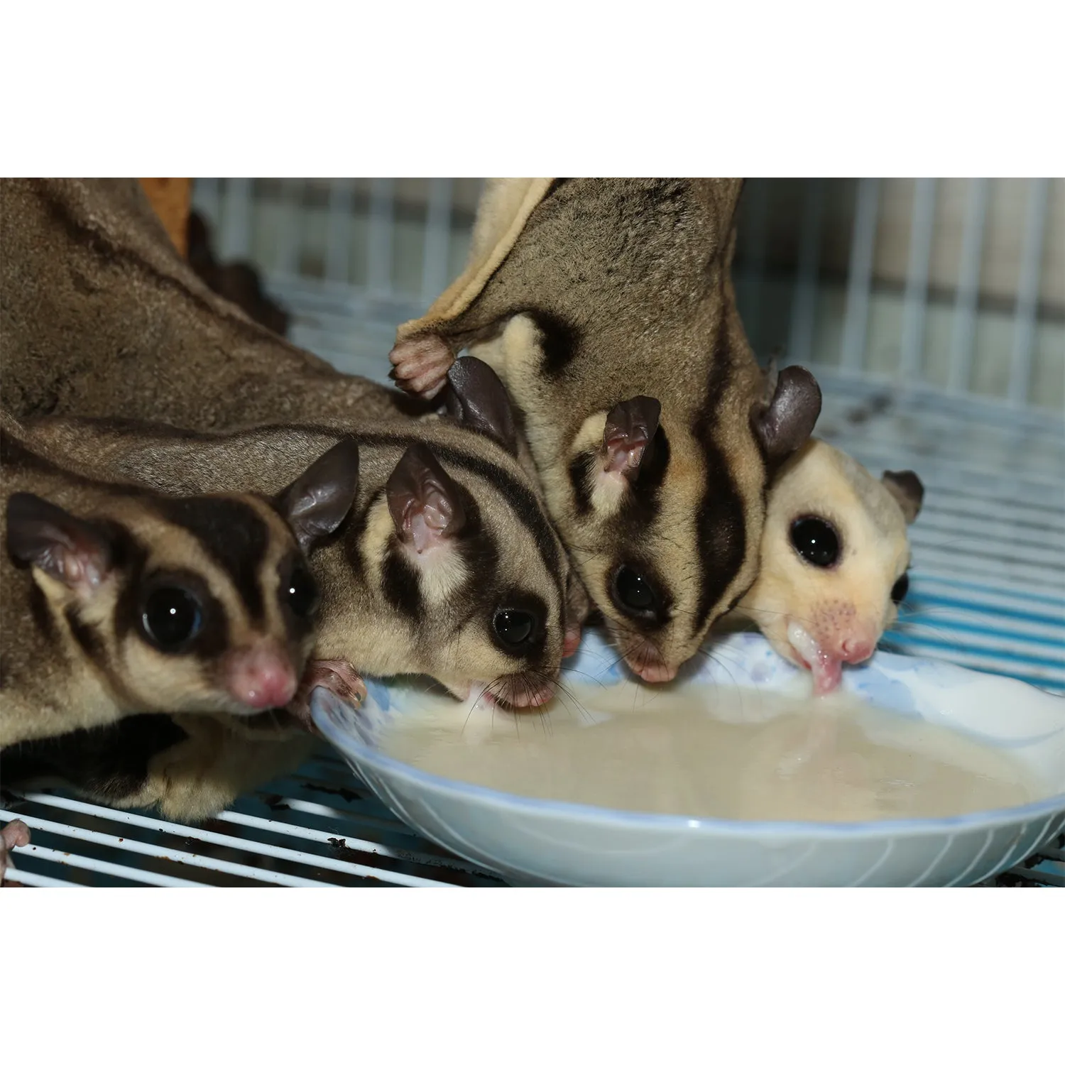 Glider Complete Deluxe Food Starter Package