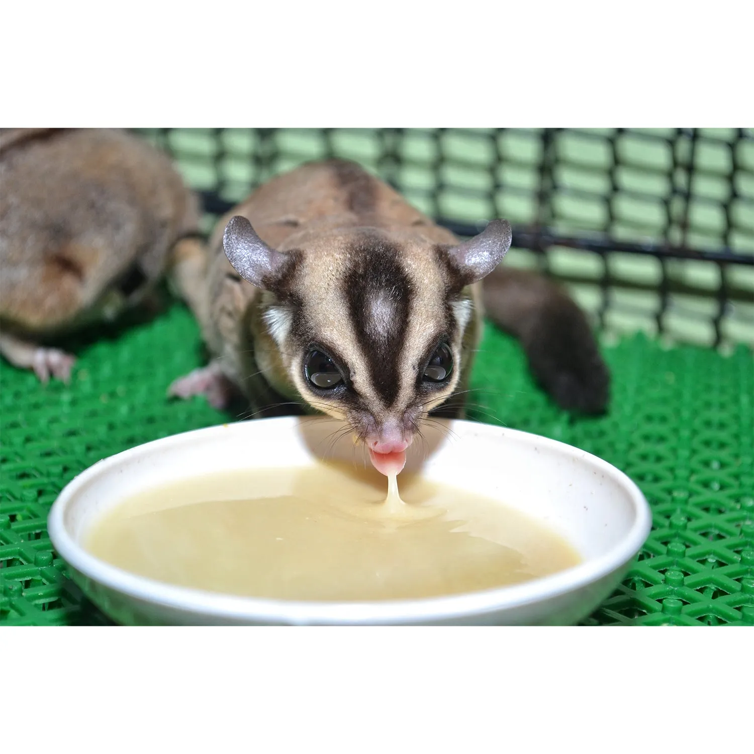 Glider Complete Deluxe Food Starter Package