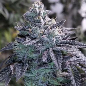 Grounded Genetics - Guava Jelly - Regular Seeds